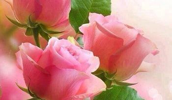 Rosas para el alma: ¡Su abrazo!