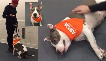 â??Azulâ?,la perra sorda abandonada en el Alto Manhattan aprendió a comunicarse por señas