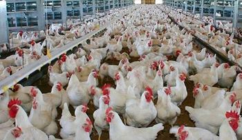 La FDA finalmente admite pollo contiene arsénico causa cáncer