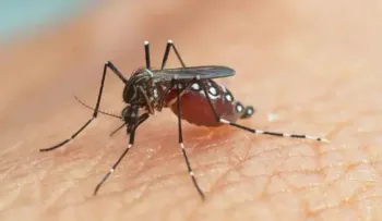 ¿Engañar a los mosquitos para que no piquen? Su gran olfato lo pone difícil