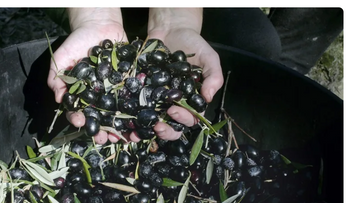 Aceite y vino de España celebran fallo contra aranceles de Estados Unidos