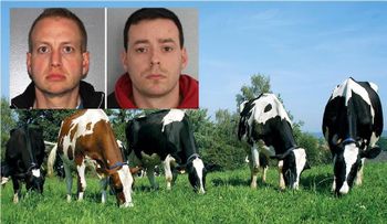 Acusan a dos hombres tener relaciones sexuales con vacas en finca de Nueva York
