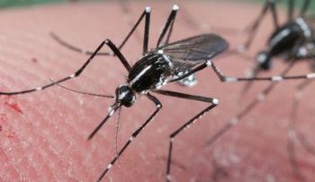 Plaga de mosquitos afecta a EEUU