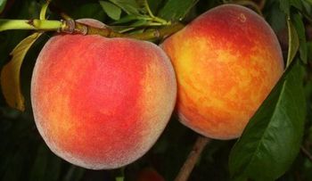 Diez alimentos que te retrasan la aparición de las arrugas