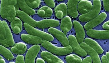 3 muertos por peligrosa bacteria come carne (Video)
