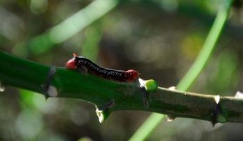Plaga de gusanos causa estragos en el Cibao