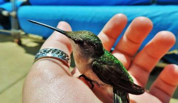 Cuenta la leyenda que cuando veas un colibrí, un alma amada te vino a visitar