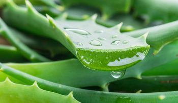 "El Poder Oculto del Aloe Vera: Planta Milagrosa que Está Cambiando la Lucha contra la Diabetes"