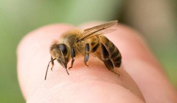 Descubren veneno de abeja cura el Sida