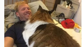 El gato más grande de Nueva York conquista la Red
