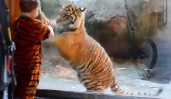 Video: cachorro de tigre de Sumatra y niño disfrazado se hacen amigos