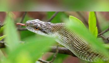  Científicos chinos logran criar serpiente rara en peligro de extinción 