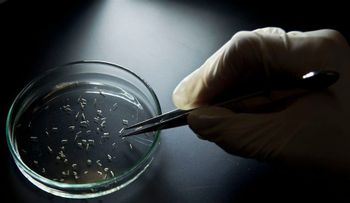 Centros para el Control y Prevención de Enfermedades expanden la lista de países en los que está presente el Zika