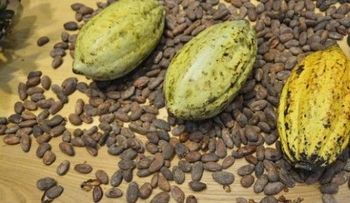 RD es segundo mayor exportador mundial de cacao fino