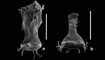 Científicos identifican monstruos del Apocalipsis: ¿estamos ante una nueva extinción masiva?