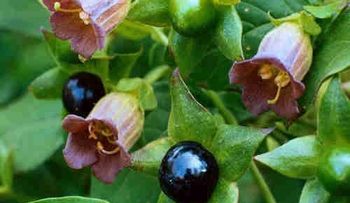 La planta Belladona es efectiva contra el cáncer de próstata, comprueban científicos 