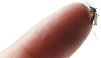 10 cosas provocan picadura de un mosquito 