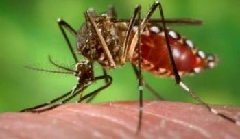 Suspenden fiestas populares por brote de cólera y dengue en ciudad de Cuba 