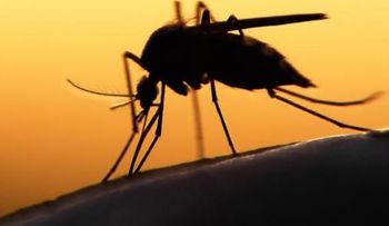 Brote del zika ya no es una emergencia de salud pública a nivel mundial, dice OMS