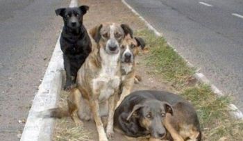 ¿Cuáles son las enfermedades más comunes que padecen los perros?