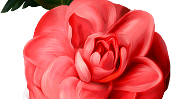 Rosas para el alma  ¡Protagonista!