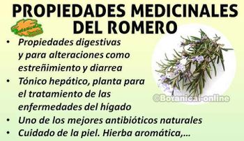 La impactante planta aromática que puede detener el envejecimiento