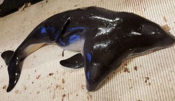 Hallan por primera vez a una marsopa de dos cabezas
