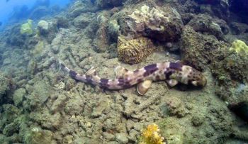 Ahora aparece un tiburón que camina