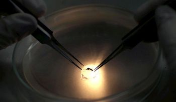 ¿Por qué el zika no inquieta a Chile ni a Canadá?