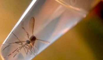 Boletín epidemiológico reporta 4 mil 416 casos sospechosos de Zika
