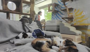 El santuario para gatos de Járkov brinda consuelo a los animales rescatados del frente