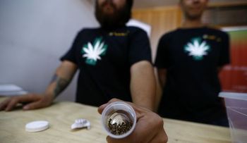 Chile inicia cultivo de marihuana con fines medicinales