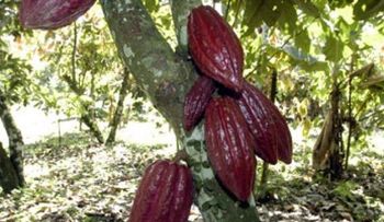 Realizan primer Festival Ecoturístico y Gastronómico del Cacao, Café y Coco en el Seibo