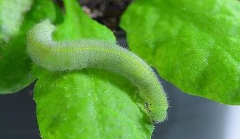 Las plantas pueden oír cuando son devoradas por los insectos 