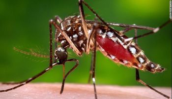 Brasil pide a mujeres no embarazarse debido a este peligroso virus