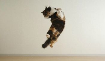 ¿Por qué los gatos caen de pie?
