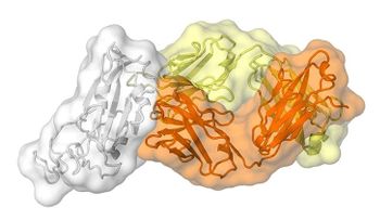 Un nuevo descubrimiento científico ayudaría a diseñar una vacuna contra el coronavirus