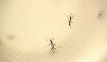 Los CDC actualizan sus recomendaciones sobre el virus del Zika