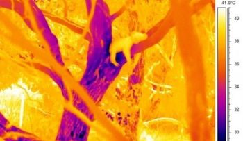 Revelan el misterio de por qué los koalas se abrazan de los troncos de los árboles