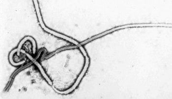 Sobrevivientes de ébola pueden transmitir enfermedad vía sexual