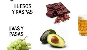 10 alimentos prohibidos para los perros
