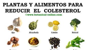 ¿Qué puedo comer para bajar el colesterol?