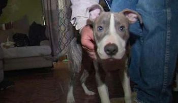 Pit bull evita violación de mujer en parque de Brooklyn