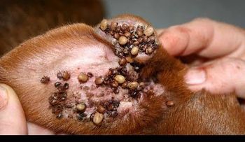 Remedios caseros para eliminar garrapatas de mi perro 
