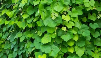 El Kudzu y sus maravillosos beneficios: Protección cardíaca, reduce el estrés y tránsito intestinal