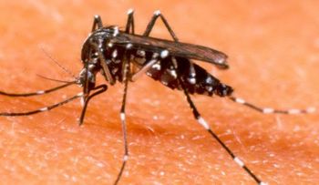 Paraguay: suben a 66 las muertes por dengue