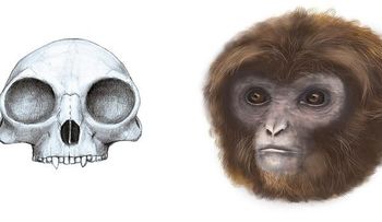 Extraordinario hallazgo: un nuevo ancestro humano permite completar la cadena evolutiva