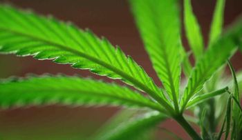 Marihuana es la droga más usada en Europa