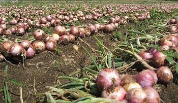 La cebolla, el café y habichuelas blancas suben de precio