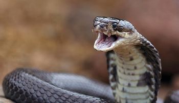 El veneno de cobra podría ayudar en la lucha contra el cáncer